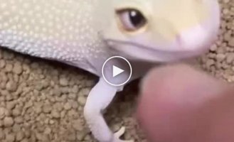 The gecko that appears to have escaped from a Disney movie