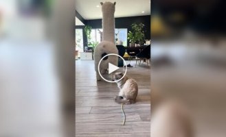 Необычная когтеточка для кошек