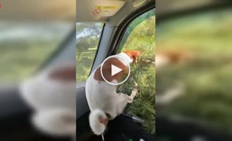 Собака вибирає ялинку по-своєму