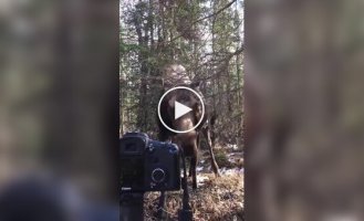 Встреча с лосем в лесу