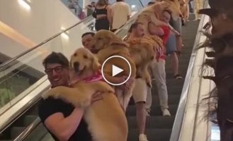 Golden Retriever Gathering