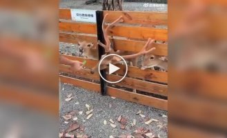 Олень удивил туристов неожиданной смекалкой