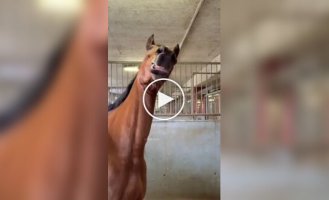 Подборка видео со странным и забавным поведением лошадей