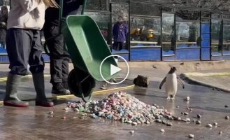 Пінгвіни Генту дарують самкам красиві камінці в знак любові