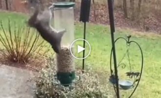 A squirrel tries to steal food from a bird feeder