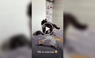 Первое нападение котенка