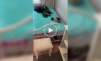 Слишком запутанная история
