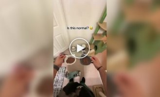 Странная привычка котов перед приемом пищи