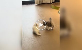 Произошла жесткая схватка двух хищников