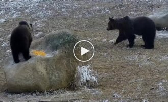 Медведица не позволила самцу приблизиться к своему детёнышу