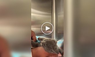 Сотрудница приюта завоевала доверие испуганного котенка