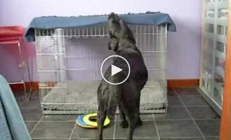 Спокойной ночи Джаспер