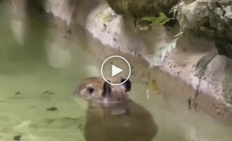 A little cuteness: baby capybara walks in the water