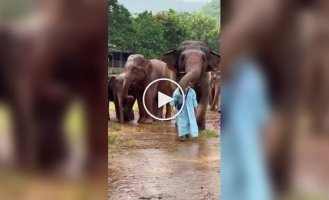 Elephant Tenderness
