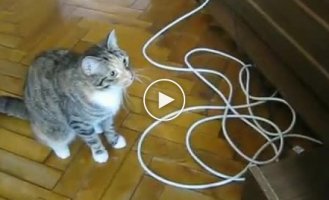 Кошка и ДВД привод