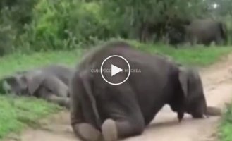 Elephants Ate Fermented Fruit and Lay Down relax