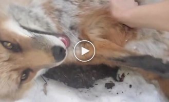 Умиления пост. Спасенные лисицы играют в снегу с хозяйкой питомника