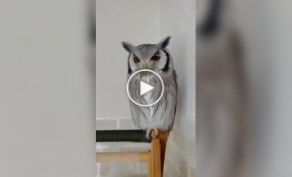 Реакция совы на хозяина, сменившего прическу