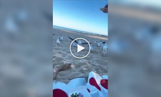 Из жизни чаек