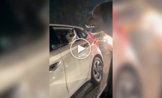 Дорожные собачьи разборки