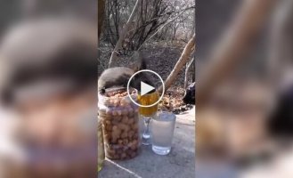 Белка сделала выбор не в пользу орехов