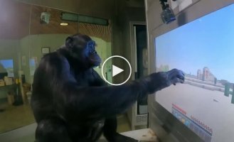 Chimpanzee Kanzi, thanks to the help of blogger ChrisDaCow, learned to play Minecraft