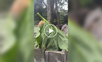 Мудрый старец-отшельник в горах Эквадора