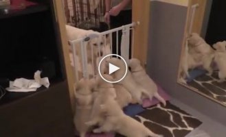 Как происходит воспитание у собак их маленьких щенят