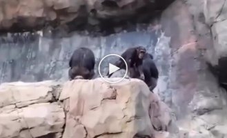 Cocky baby chimpanzee gets scolded by mom