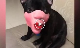 На собаку-красотку навесили смешную маску