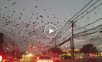 Нашествие птиц в Техасе