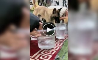 Собака поняла, что ее хозяин жульничает