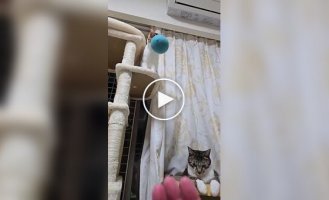A quick look at cat reflexes
