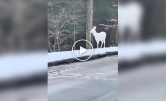 A rare snow-white deer was filmed in the USA