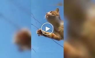 Каждый кот - это профессиональный шпион