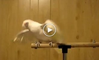 Танцующий попугай