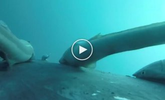 Ученые засняли рыб-прилипал, катающихся на ките