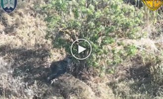 Окупант невдало сховався під кущем і згорів після атаки українських дронів.