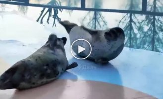 Masters of "no-contact" combat techniques