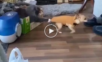 The cat prevents the dog from leaving the room