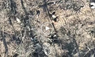 Soldiers of the 93rd Mechanized Infantry Brigade using drone drops destroy the invaders in the Liman direction