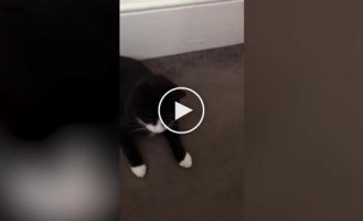 Кот удивил своих хозяев, притащив им домой живую утку