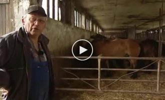Испуганная лошадь