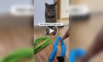 Кот сам выбрал игрушку для игры