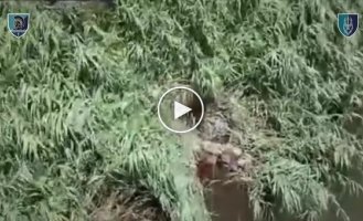 Раненый оккупант зацепился ногой за камыш и утонул