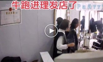 A cow ran into a Chinese hairdresser