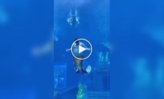В китайском океанариуме показали будни «русала» с юмором