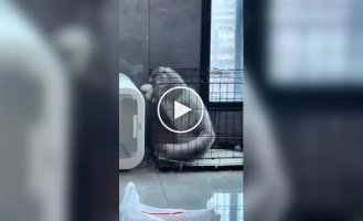 Дерзкий побег из клетки