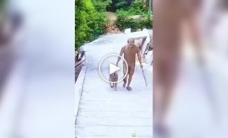 Забавные моменты на прогулке с собаками