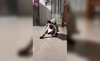 Cat's reaction to a lizard dropping its tail